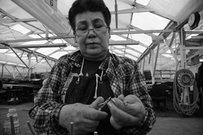 Consuelo Mendez worked forty years at Brokaw Nursery near Oxnard, Calif.