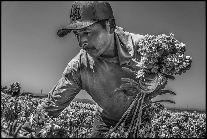 Photo by David Bacon--Alberto Vasquez harvests stock flowers in the field, in a crew of Mexican farmworkers.