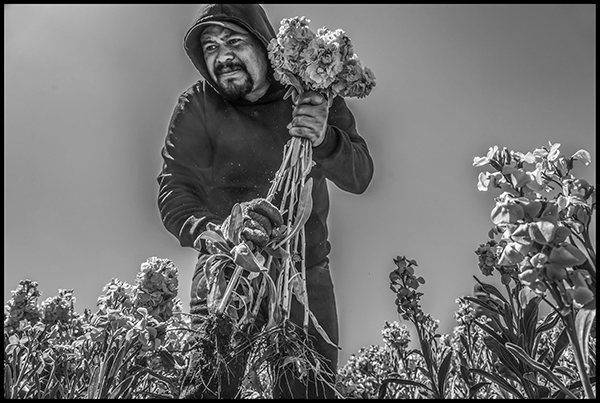 Daniel Moreno Hernandez harvests stock flowers in the field.