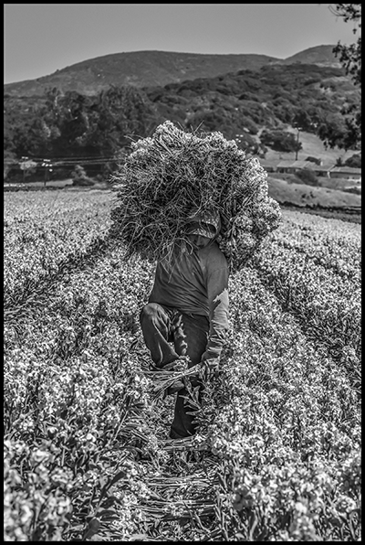 A worker uses his foot to lever a bunch of flowers into his hand as he gathers the ones he has just picked.