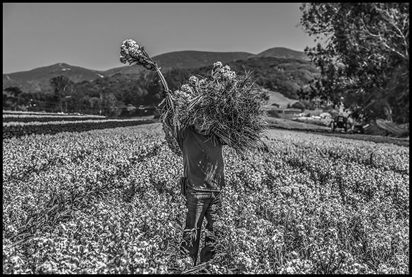 A worker then throws a bunch he has just picked onto the pile of flowers he car-ries on his shoulders.