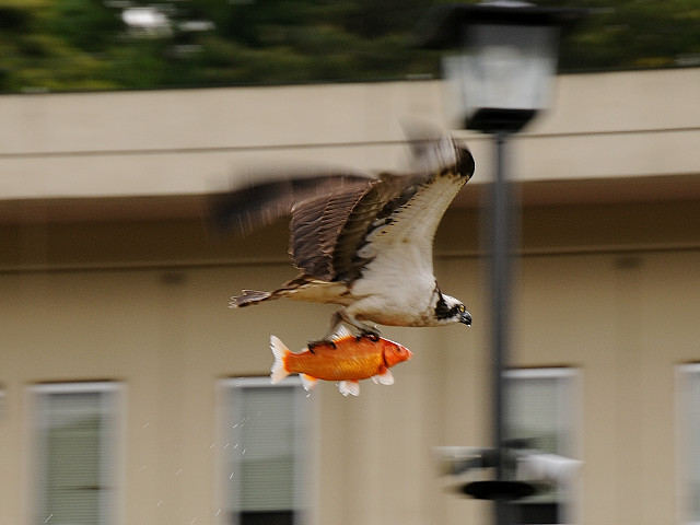 Fish carried aloft in the talons of a predatory bird