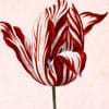 tulip thumb
