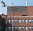 hospital with vulture