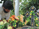 palm-oil murder