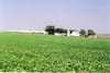 Soybean field in Perkins, Iowa, 2005. Credit: Flickr user Don Graham, CC-BY-2.0 license, https://www.flickr.com/photos/23155134@N06/6576490785/